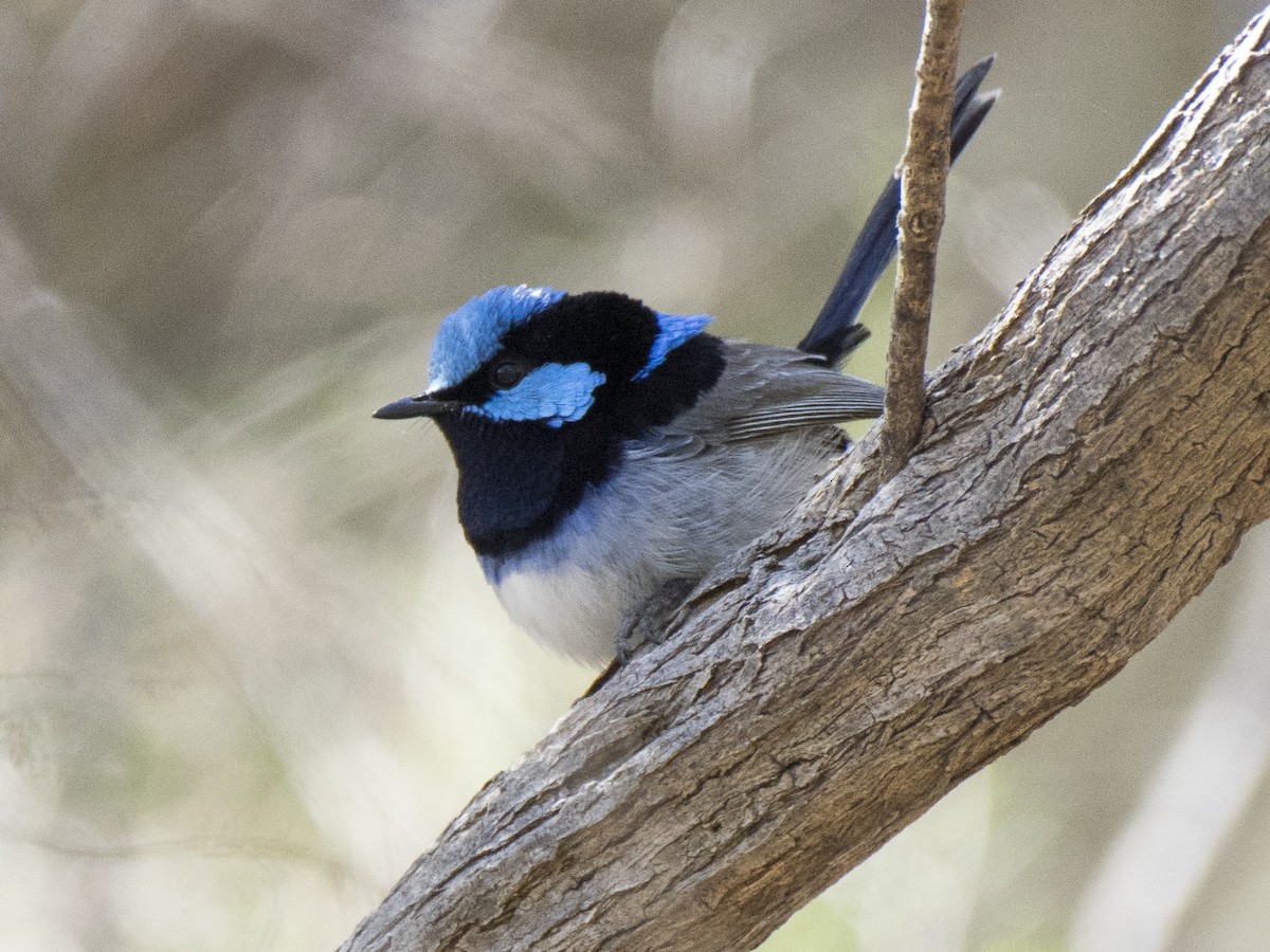 Superb Fairywren - ML646685018
