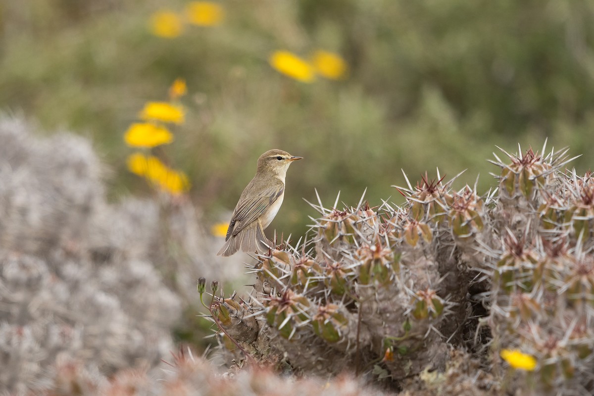 løvsanger - ML646685019
