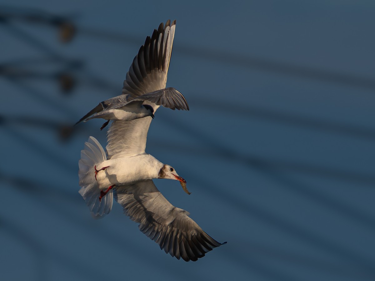 racek chechtavý - ML646685020