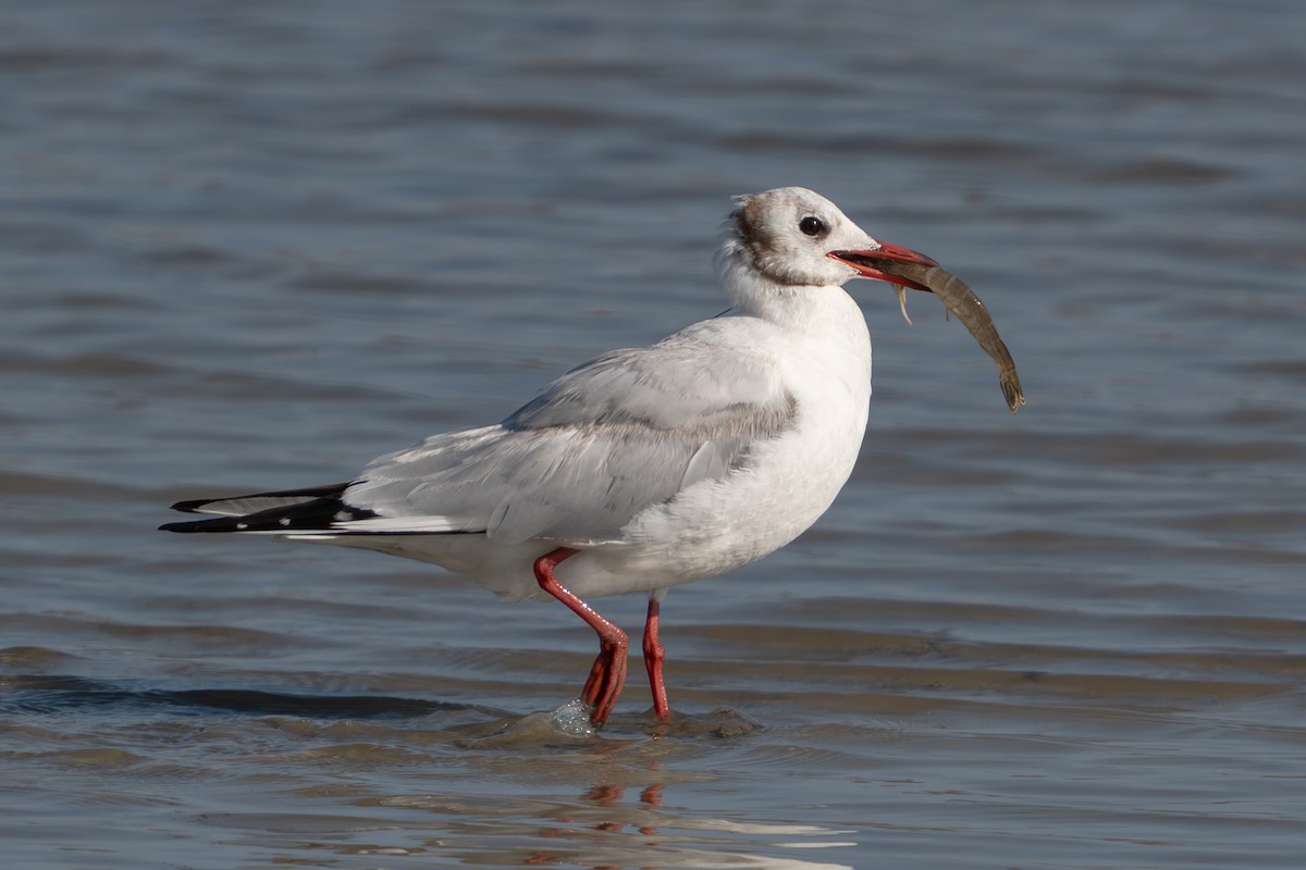 racek chechtavý - ML646685021