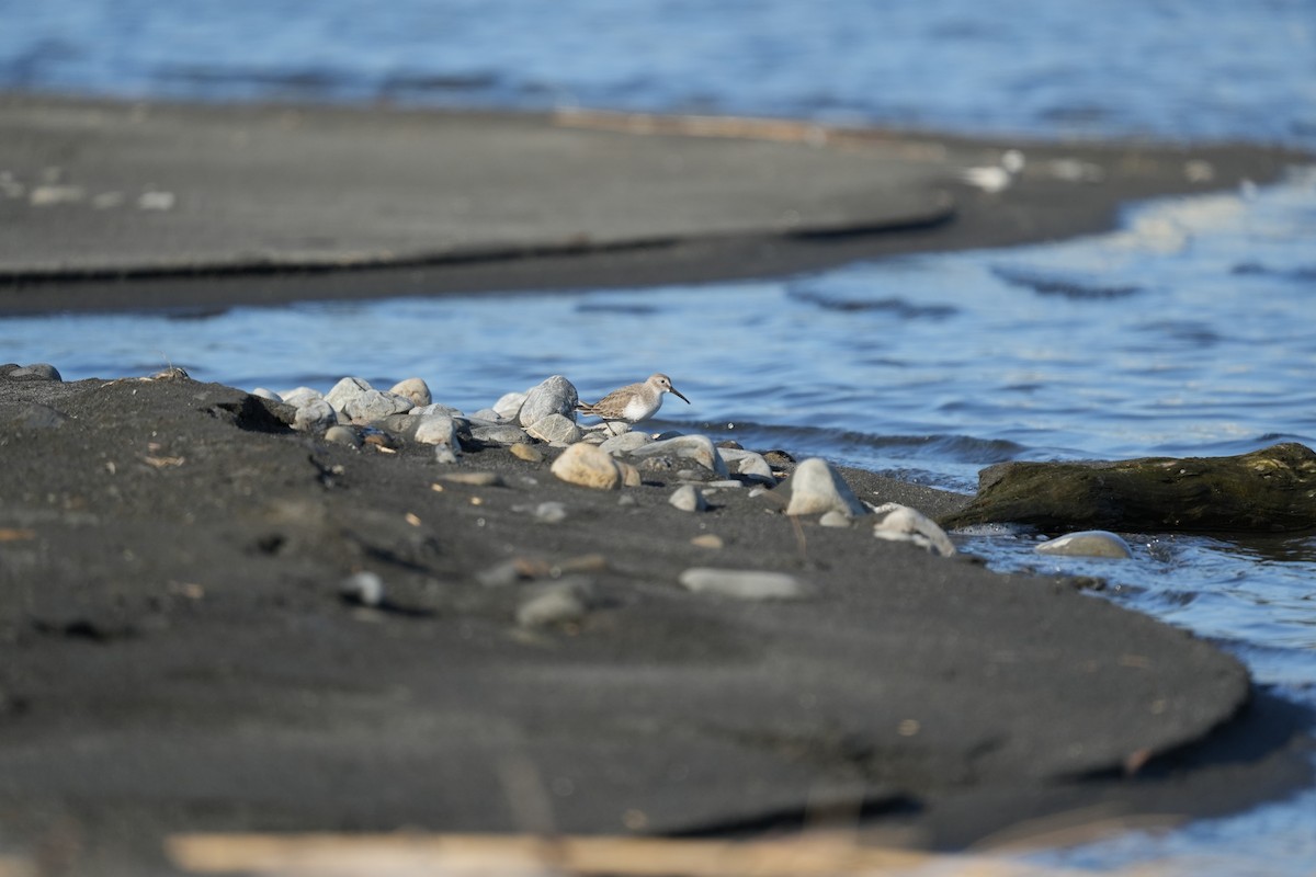 Dunlin - ML646685023