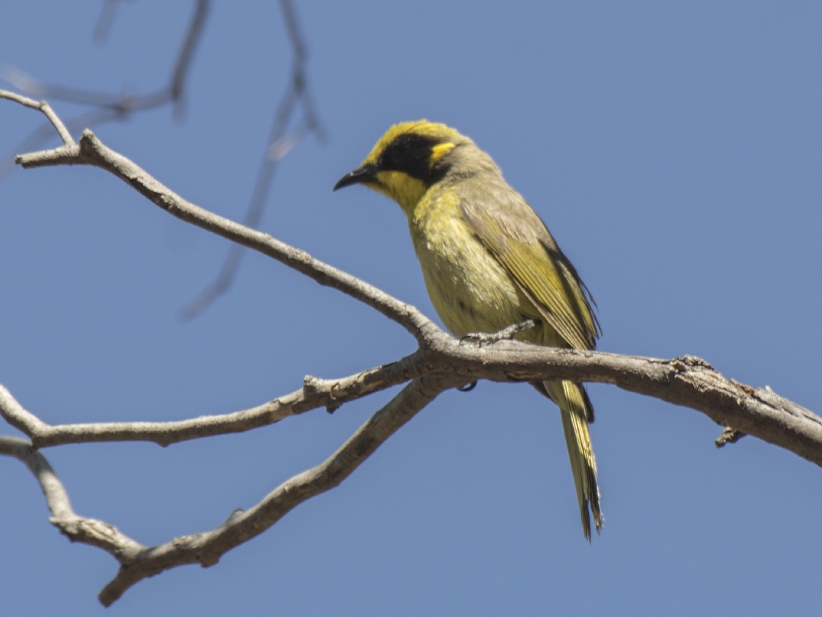 Yellow-tufted Honeyeater (Yellow-tufted) - ML646685024