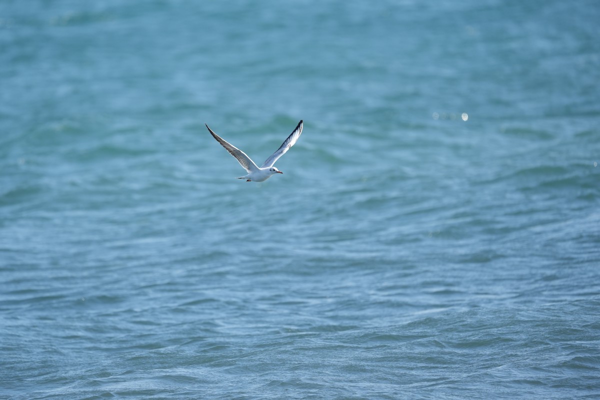 Black-headed Gull - ML646685025