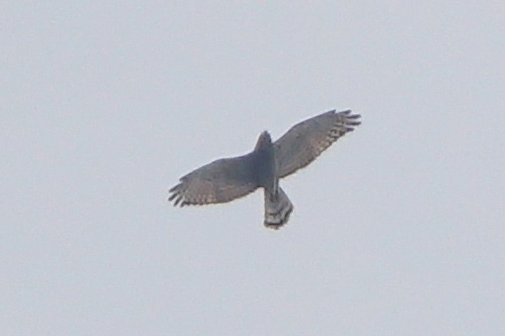 Gray-faced Buzzard - ML646685026
