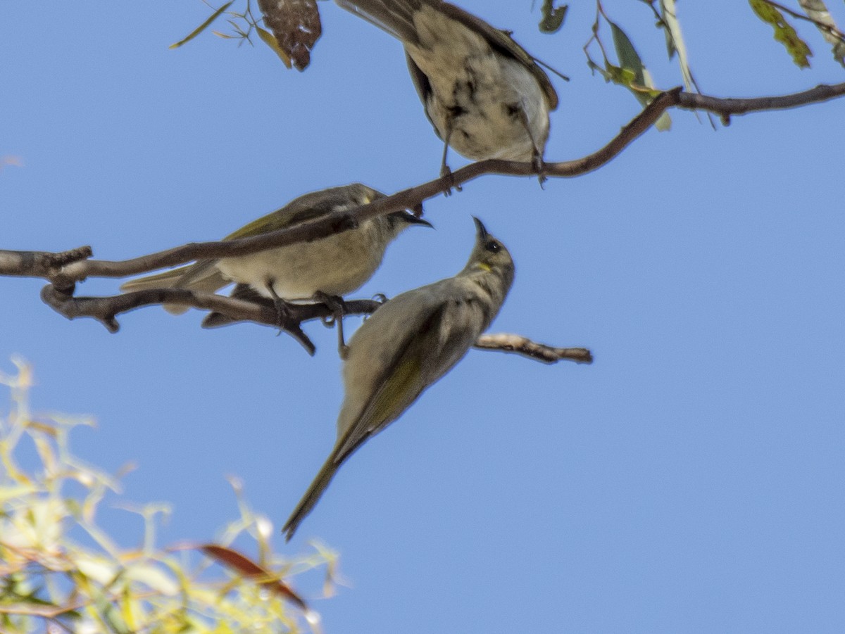 Fuscous Honeyeater - ML646685027