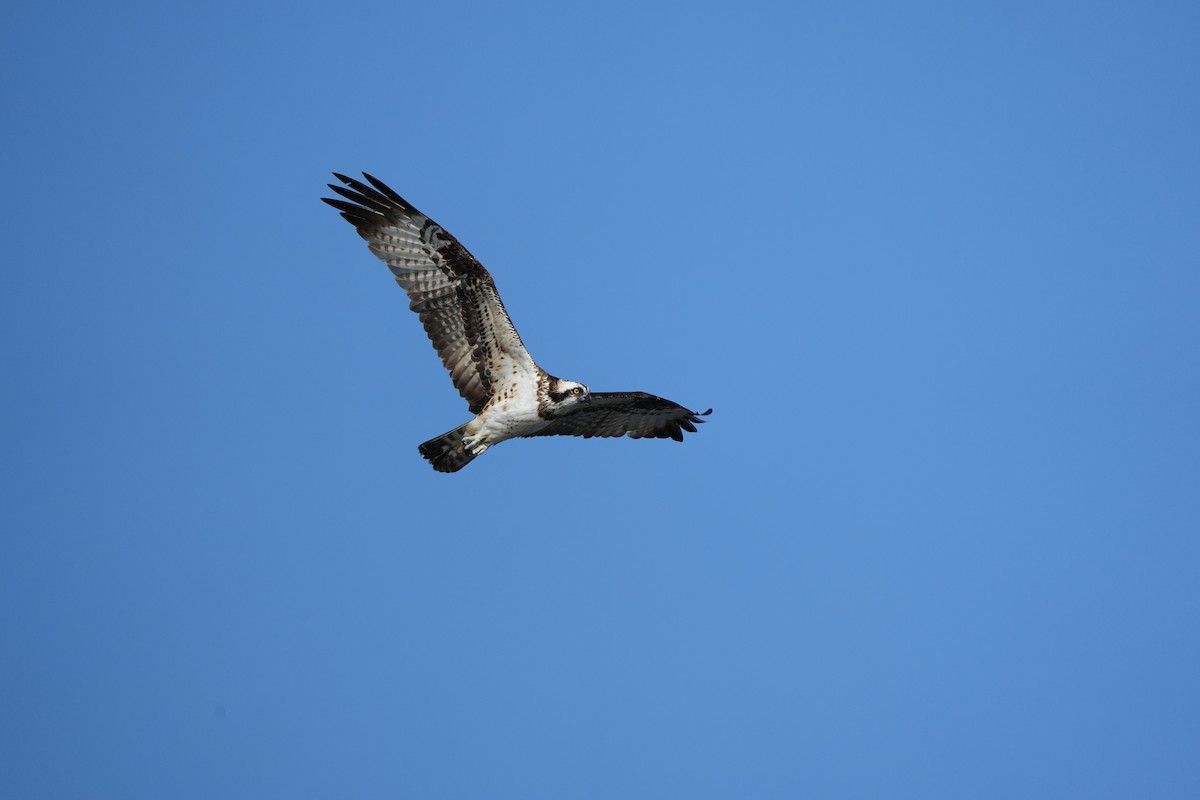 Osprey - ML646685028