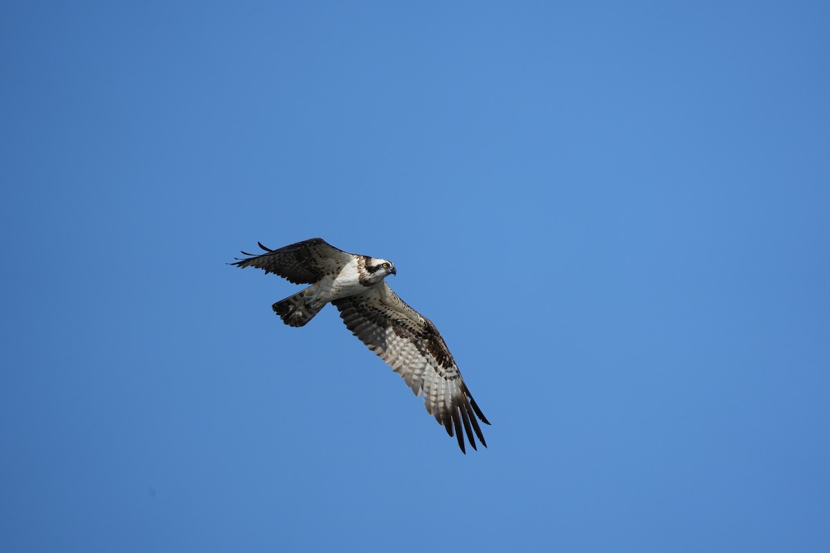 Osprey - ML646685029