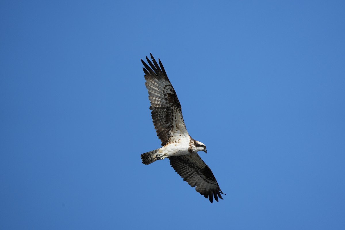 Osprey - ML646685030