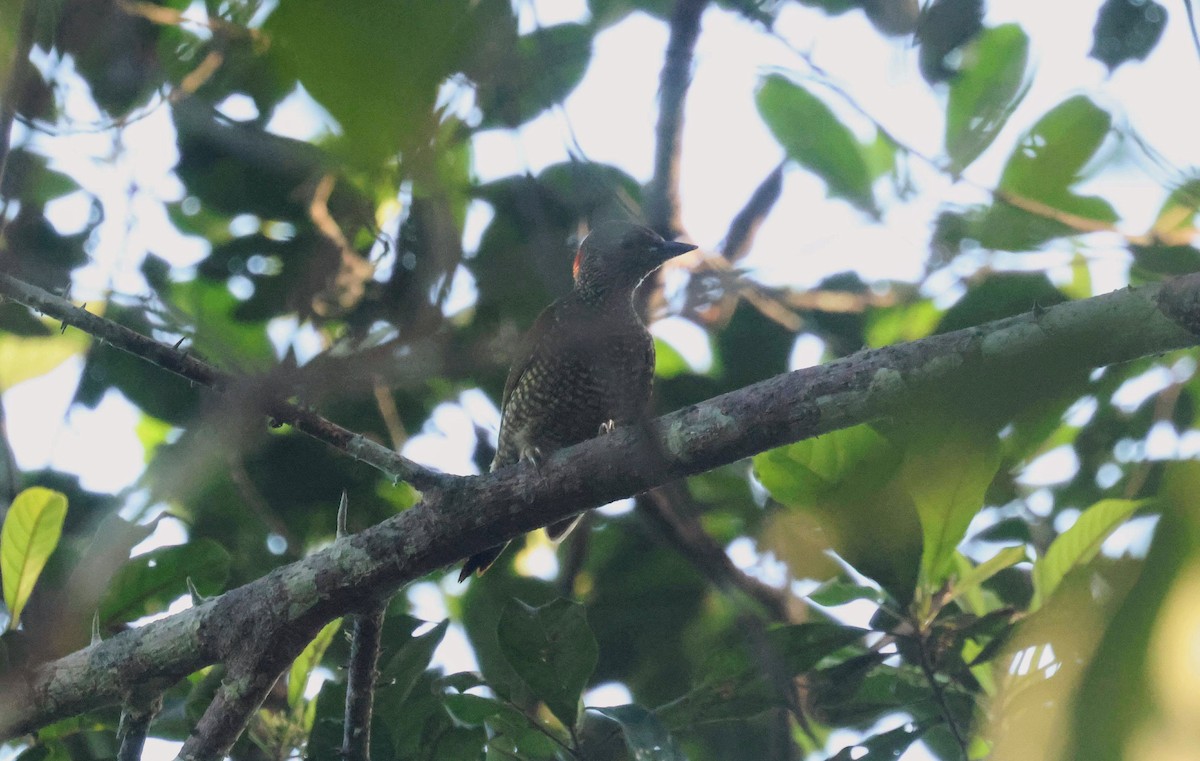 Buff-spotted Woodpecker - ML646685031