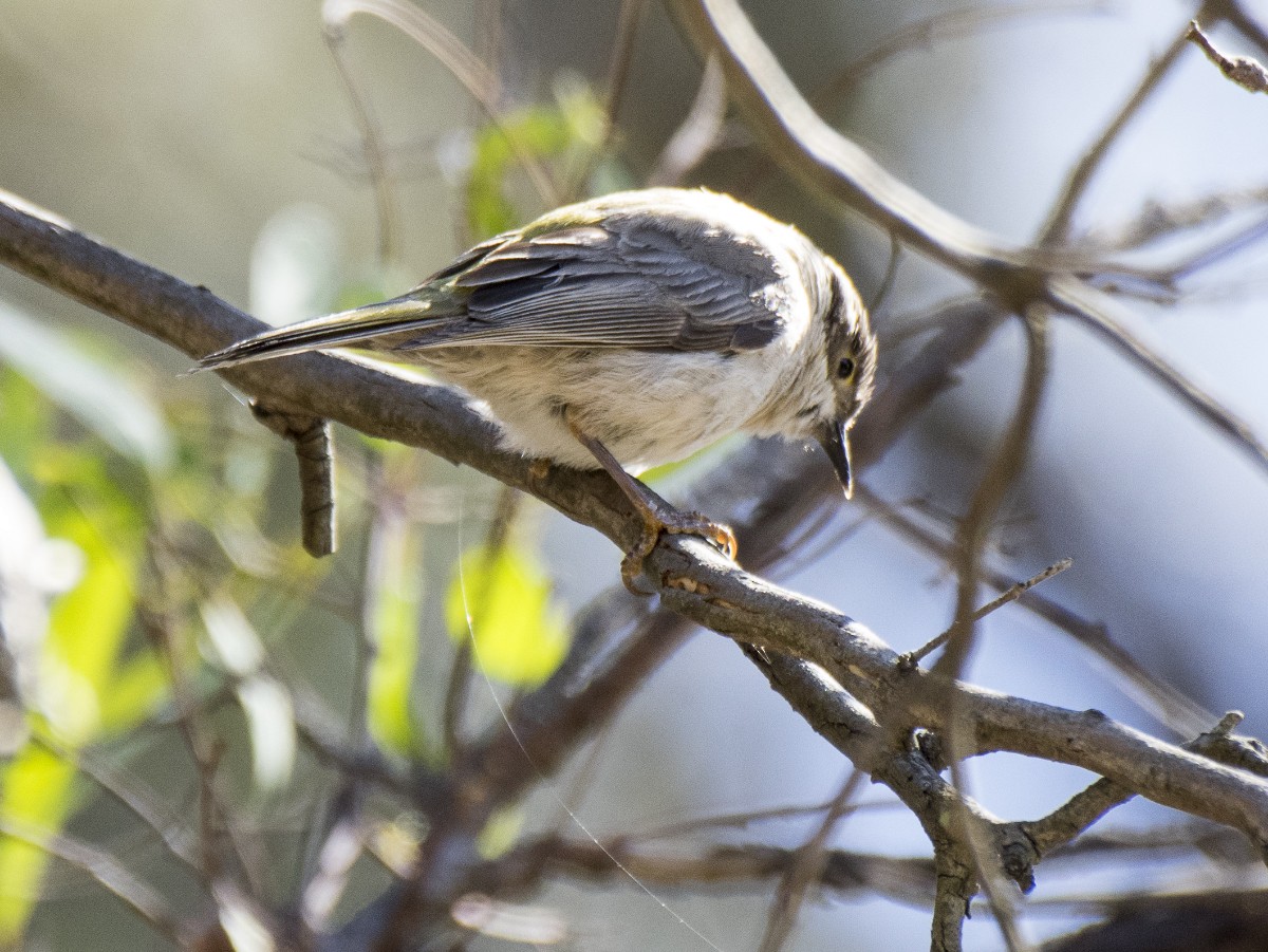 Brown-headed Honeyeater - ML646685032