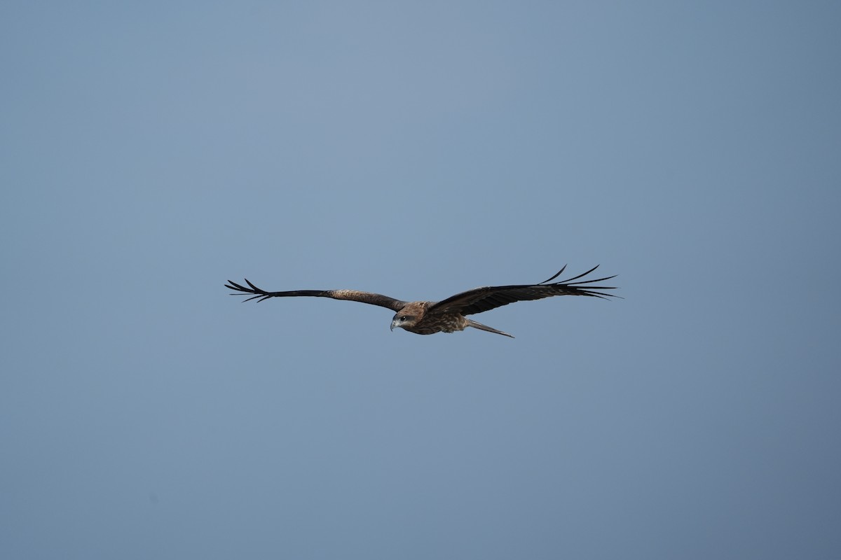 Black Kite - ML646685033