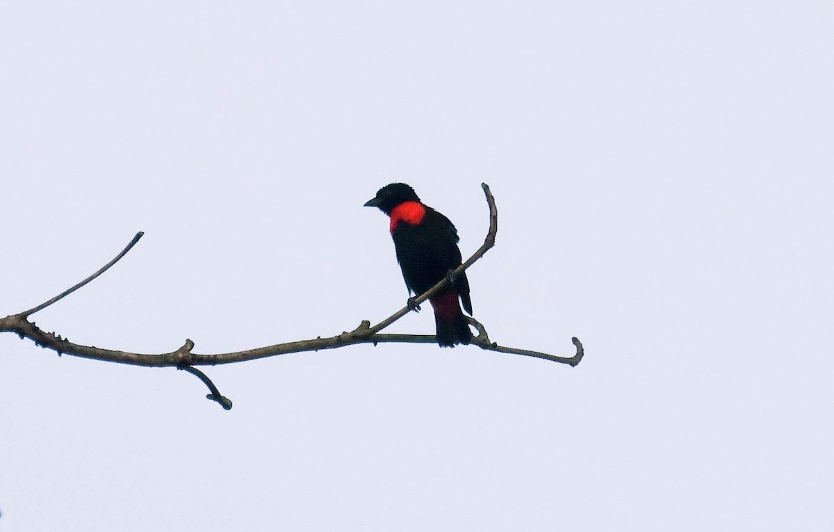 Red-vented Malimbe - ML646685034