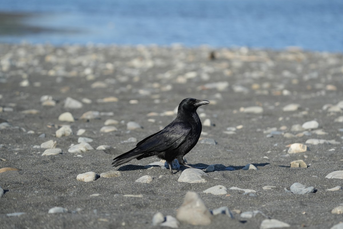 Carrion Crow - ML646685035