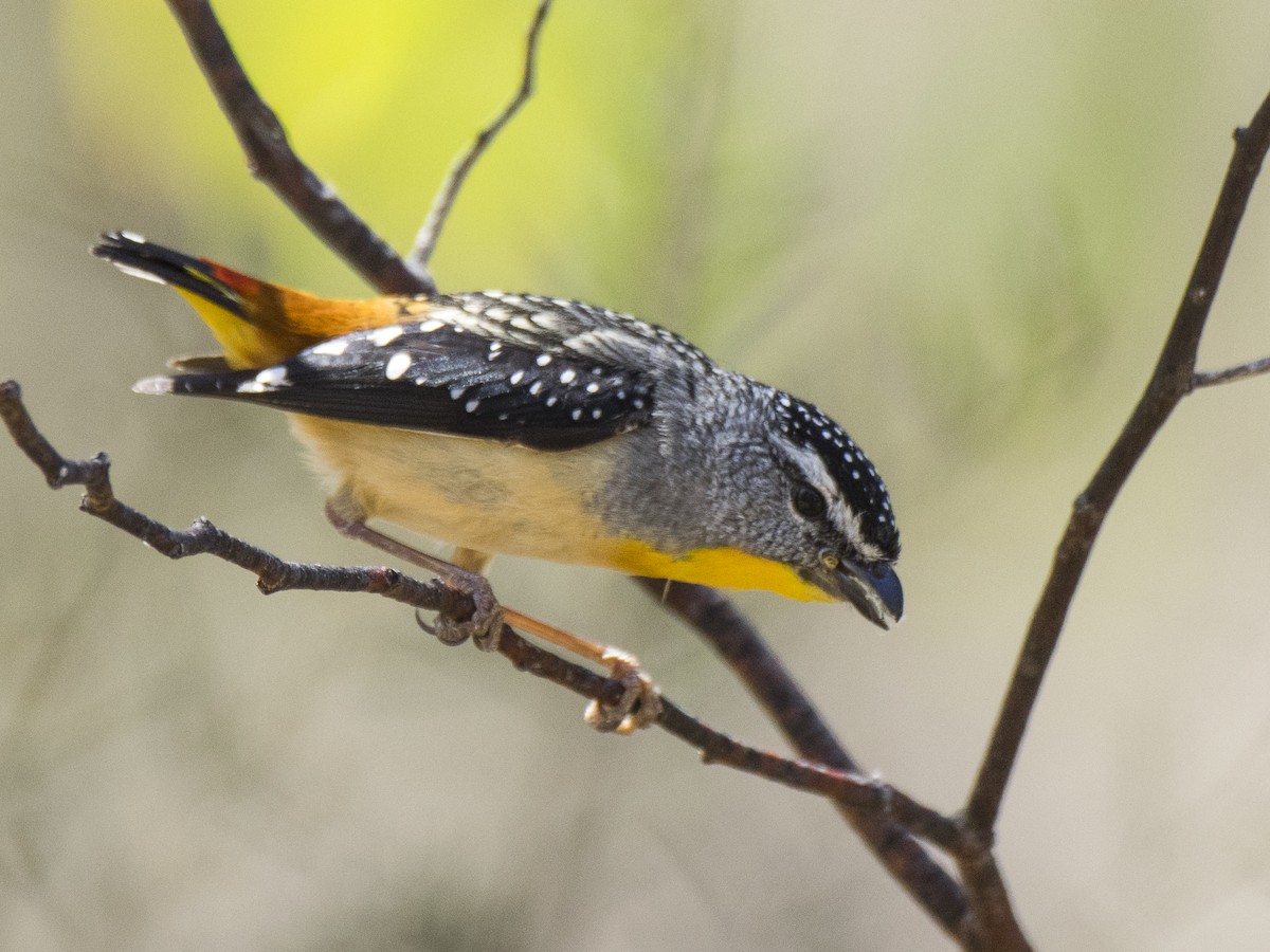 Spotted Pardalote (Spotted) - ML646685036