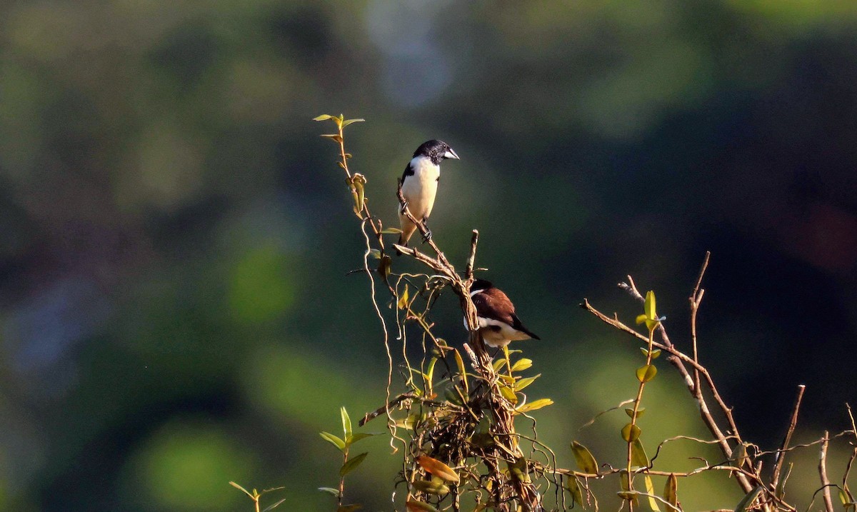 Magpie Mannikin - ML646685037