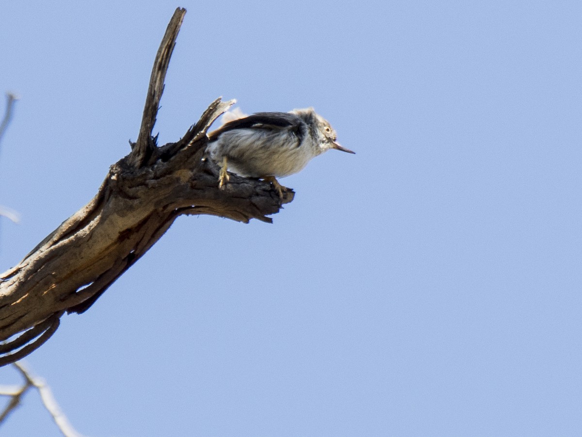 Varied Sittella - ML646685042