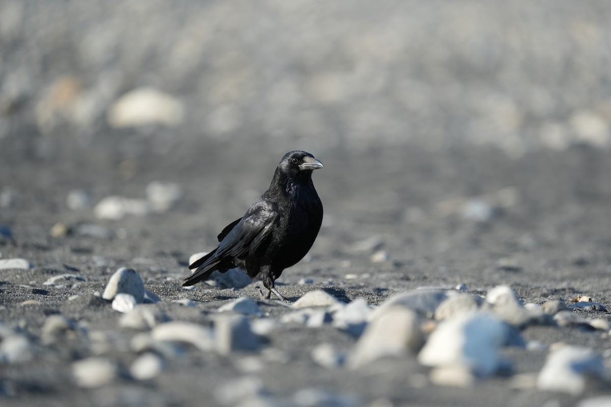 Carrion Crow - ML646685043