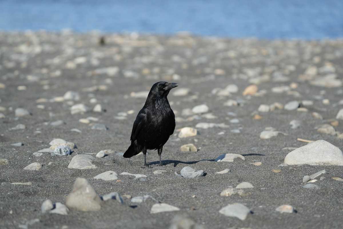 Carrion Crow - ML646685044