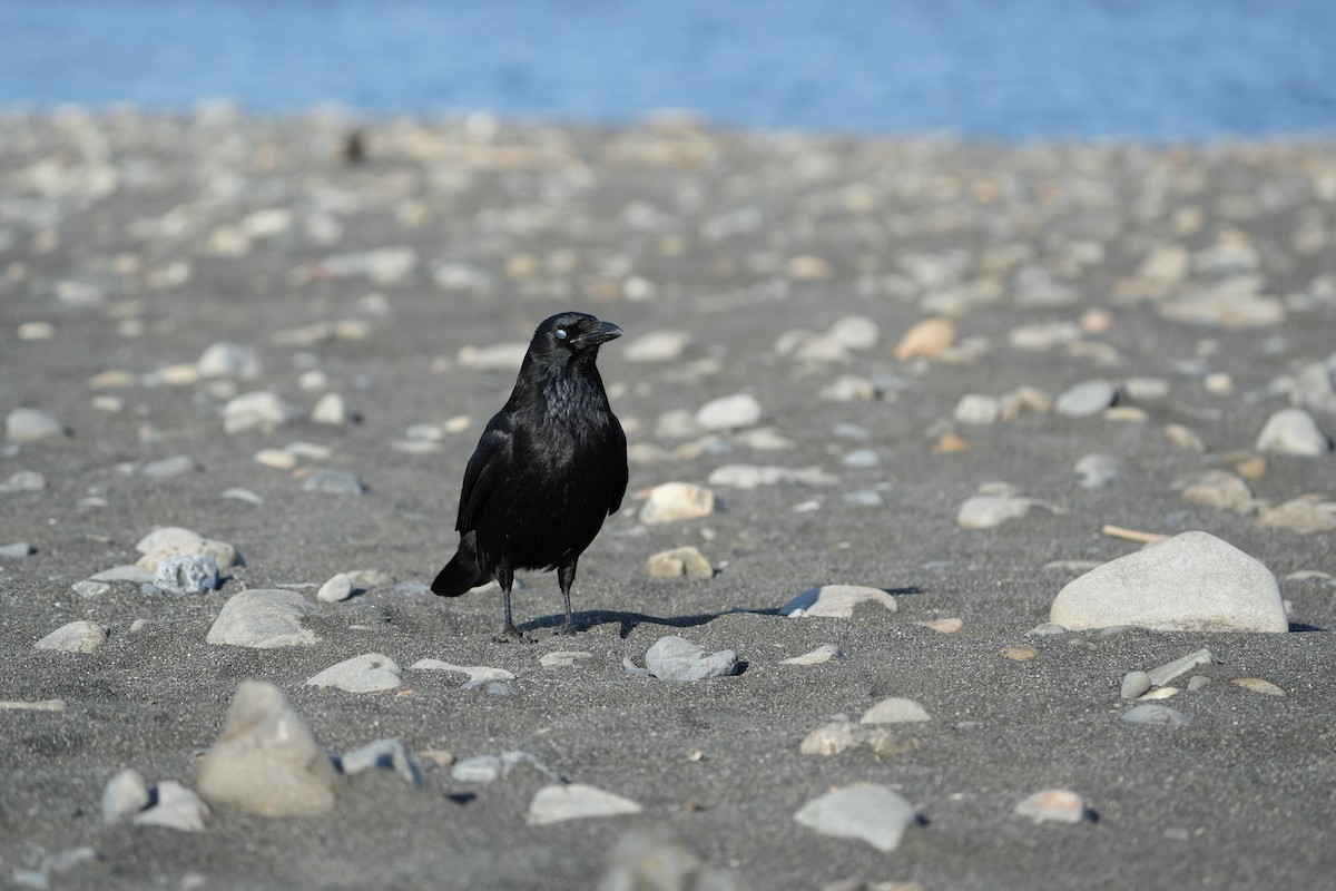 Carrion Crow - ML646685045