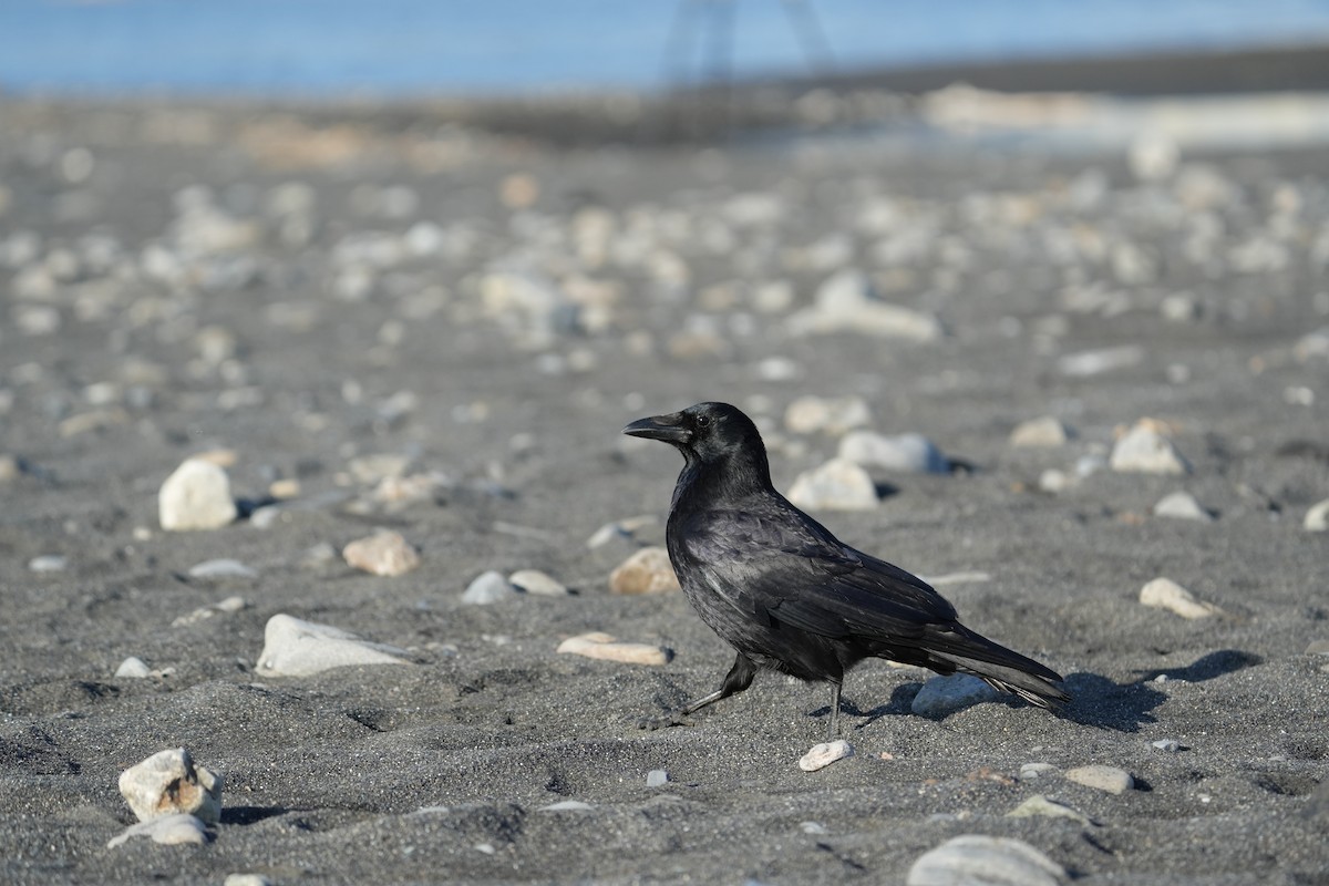 Carrion Crow - ML646685046