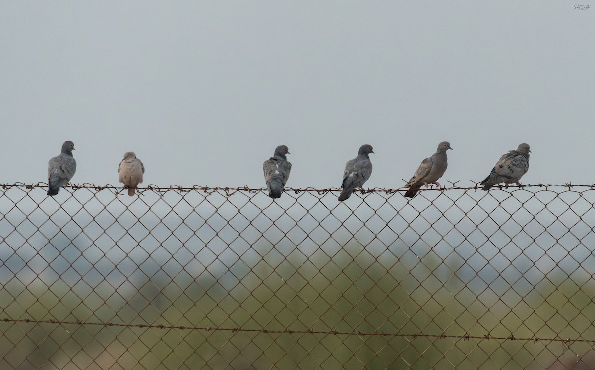 Yellow-eyed Pigeon - ML646685047