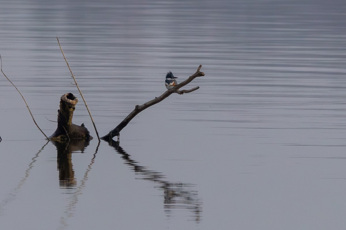 Belted Kingfisher - ML646685049