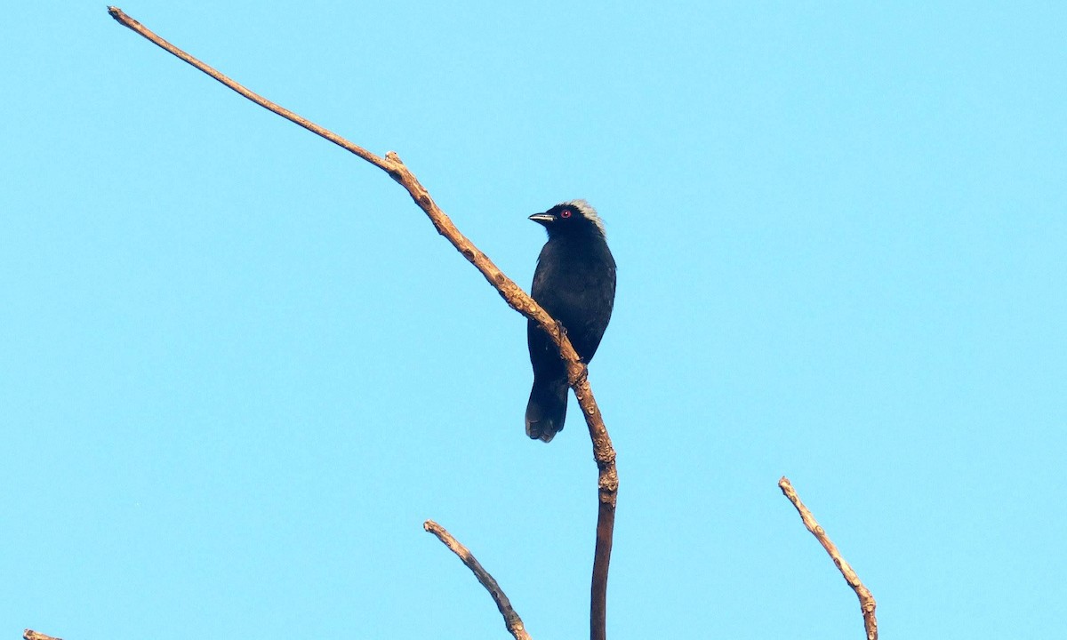 Gray-headed Nigrita - ML646685050