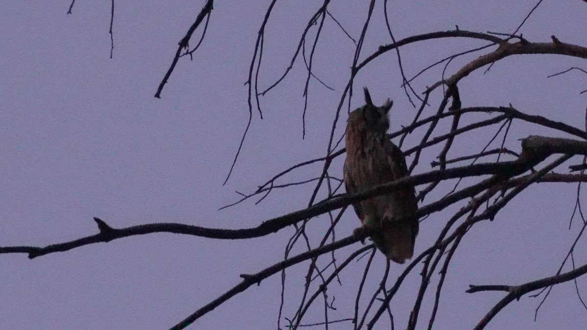 Striped Owl - ML646685055