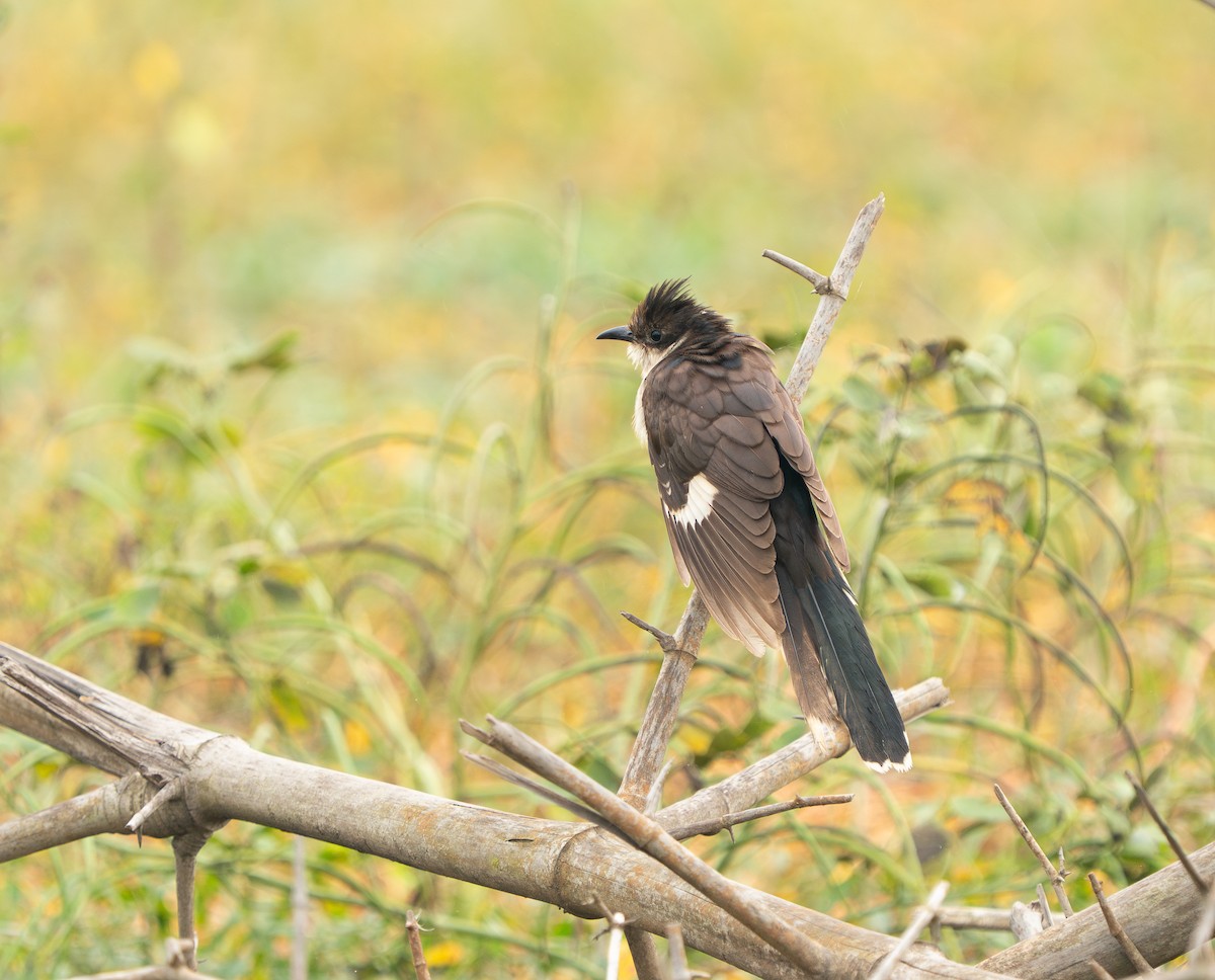 Pied Cuckoo - ML646685065