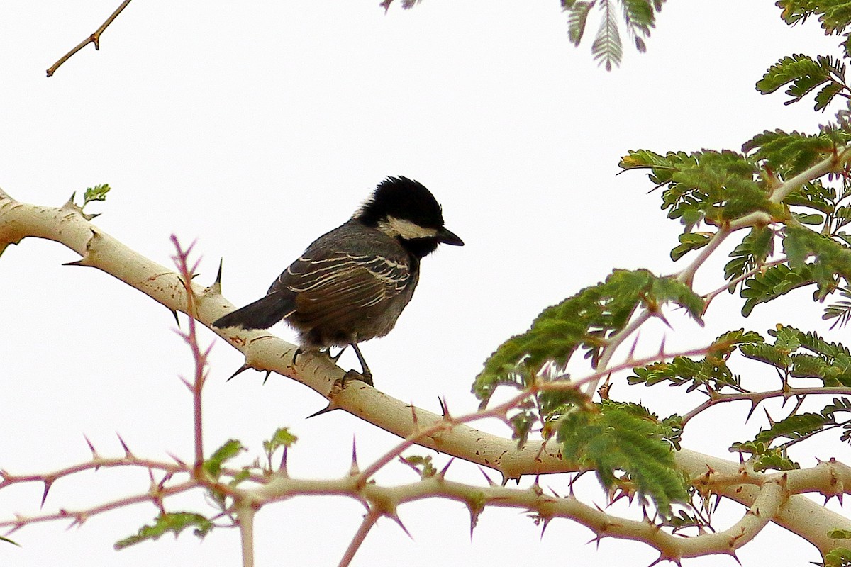 ススイロガラ - ML646685066