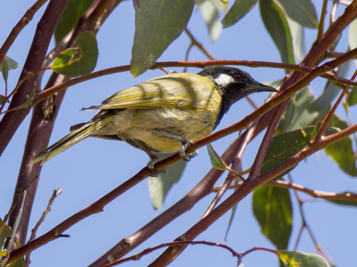 White-eared Honeyeater - ML646685067
