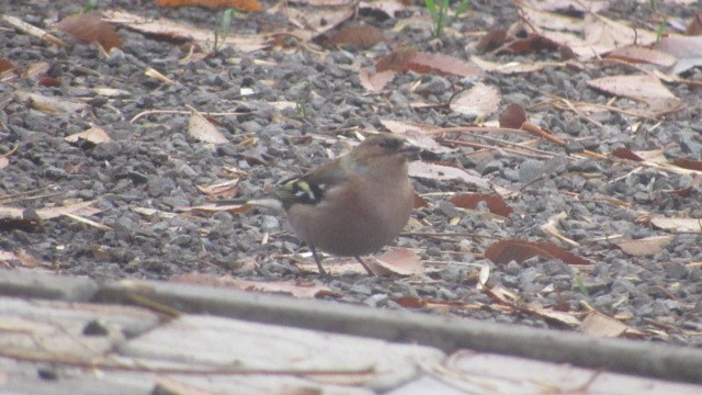 pěnkava obecná - ML646685068