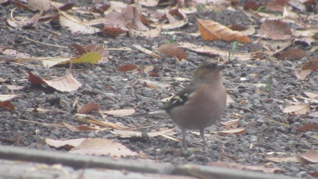 pěnkava obecná - ML646685069