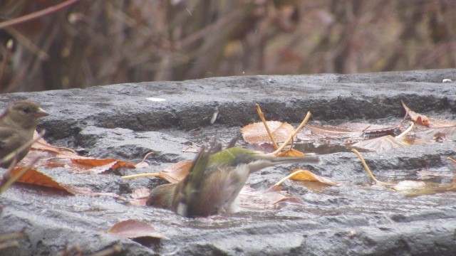 pěnkava obecná - ML646685071