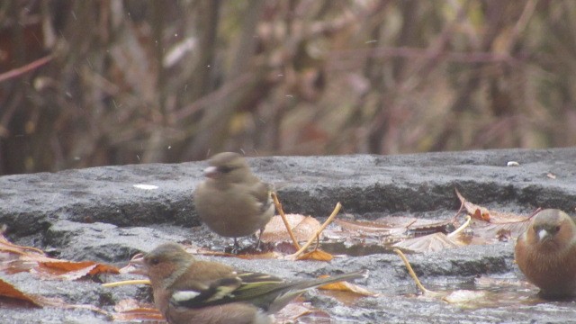 pěnkava obecná - ML646685072