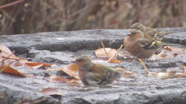 pěnkava obecná - ML646685073