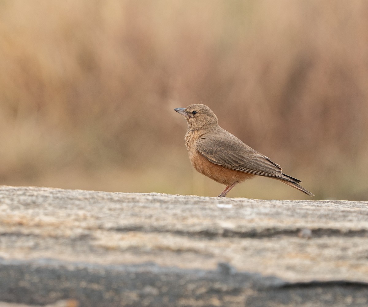 Rufous-tailed Lark - ML646685076