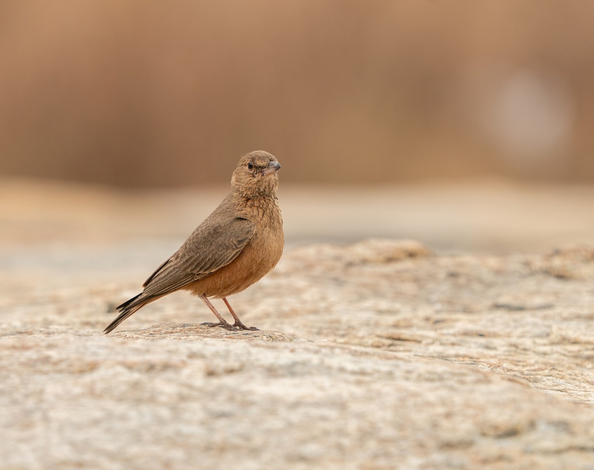 Rufous-tailed Lark - ML646685077