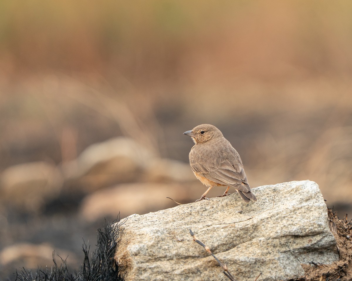 Rufous-tailed Lark - ML646685078