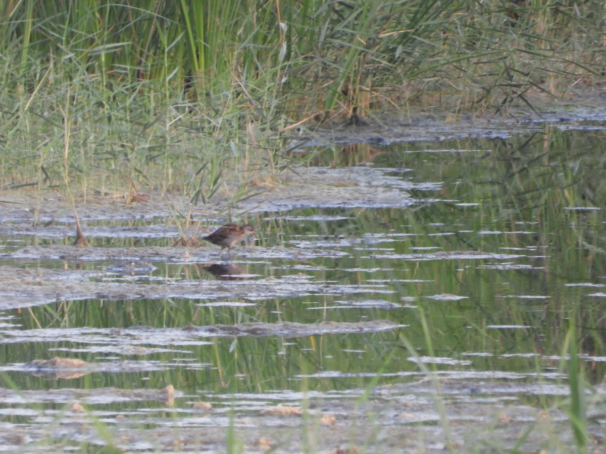 Little Crake - ML646685079