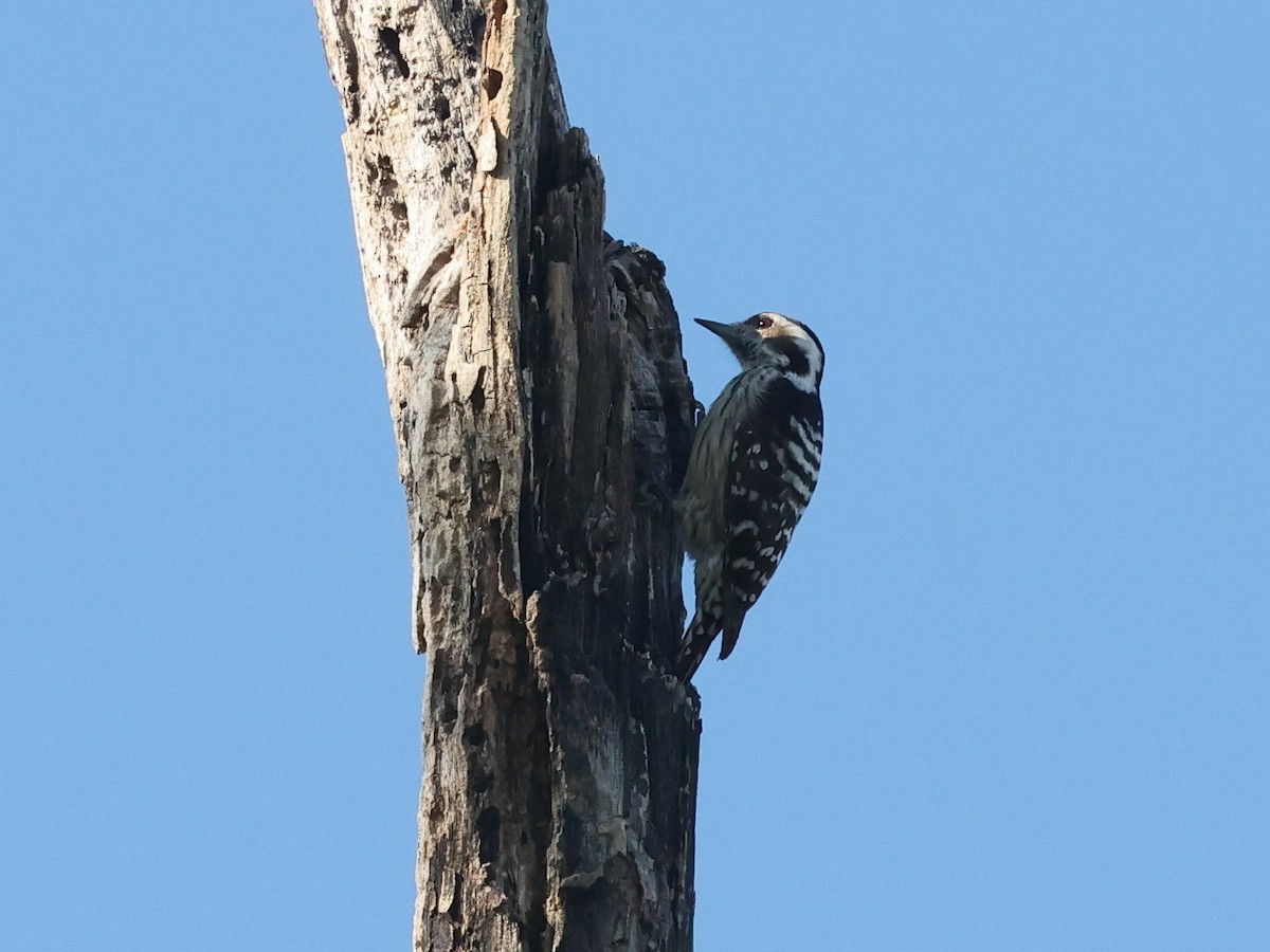 Gray-capped Pygmy Woodpecker - ML646685080
