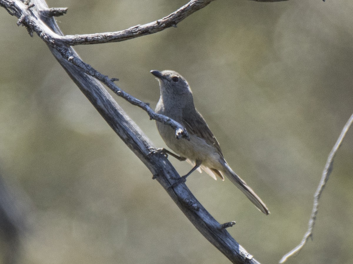 Gilbert's Whistler - ML646685081