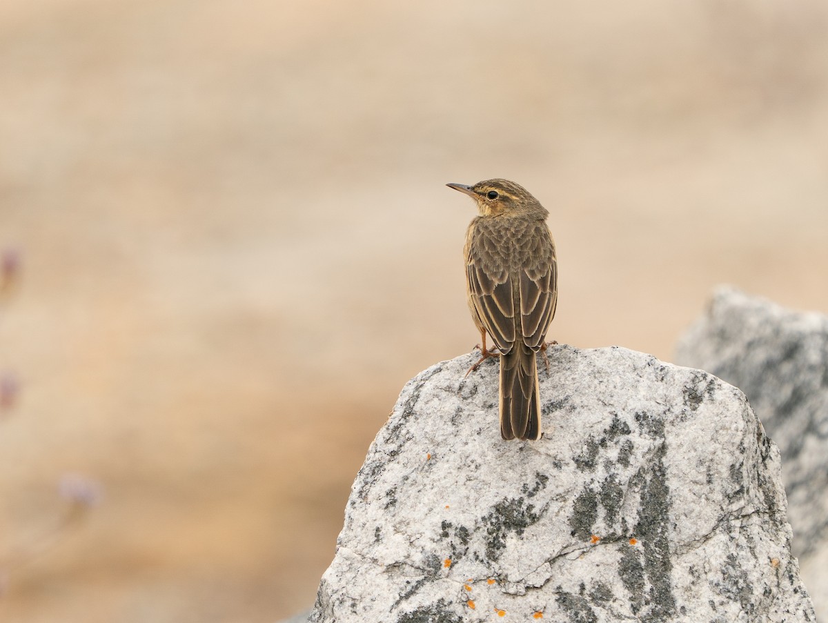 Long-billed Pipit - ML646685083