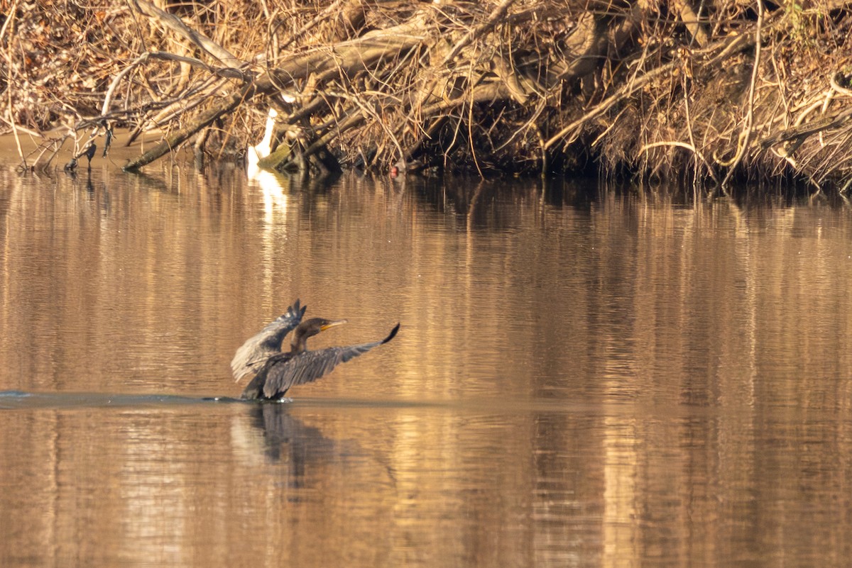 Double-crested Cormorant - ML646685097