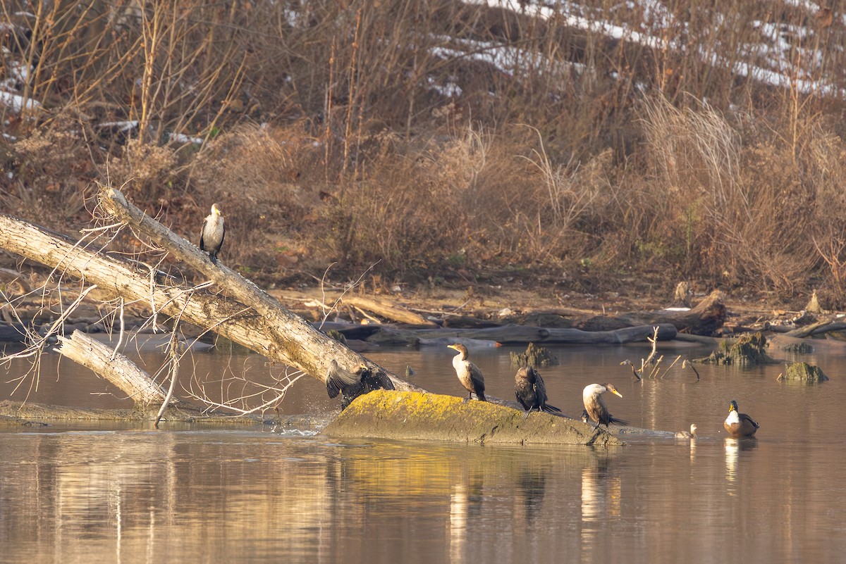 Double-crested Cormorant - ML646685098