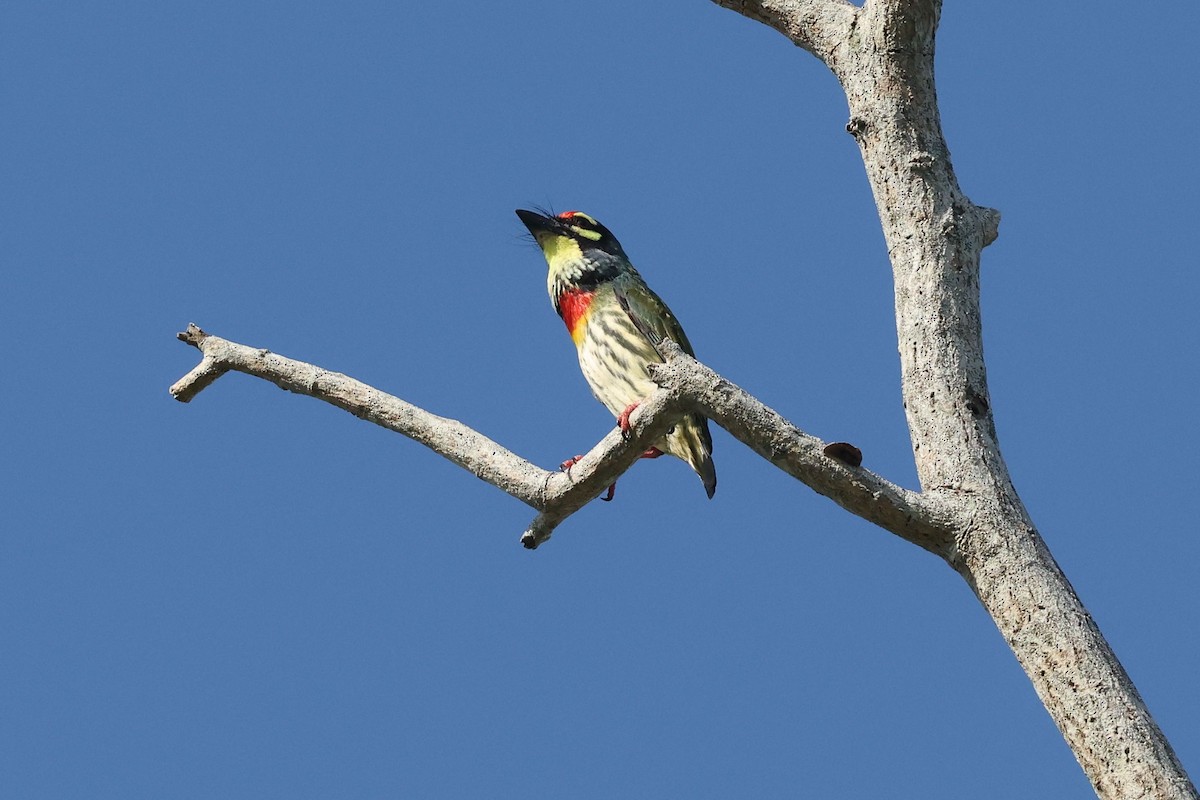 Coppersmith Barbet - ML646685099