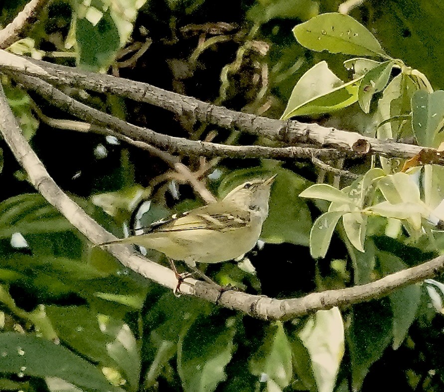 黃眉柳鶯 - ML646685100