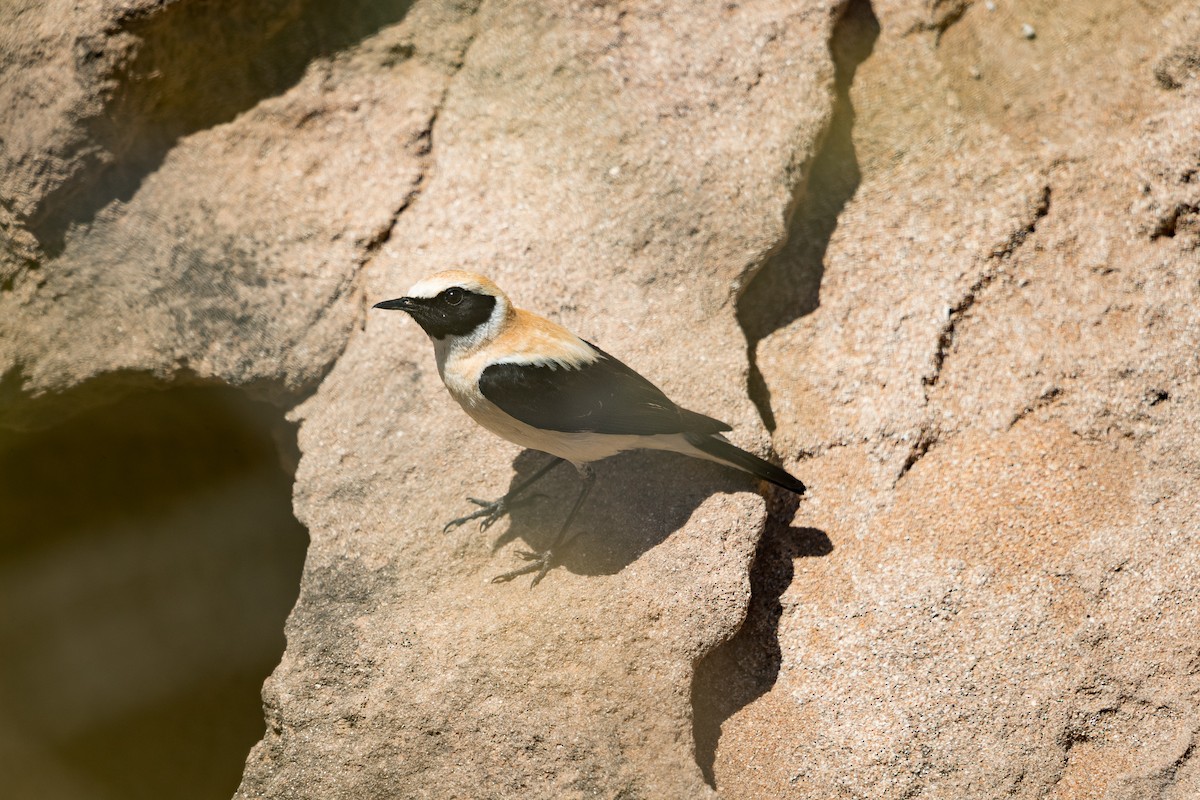 punersteinskvett - ML646685110