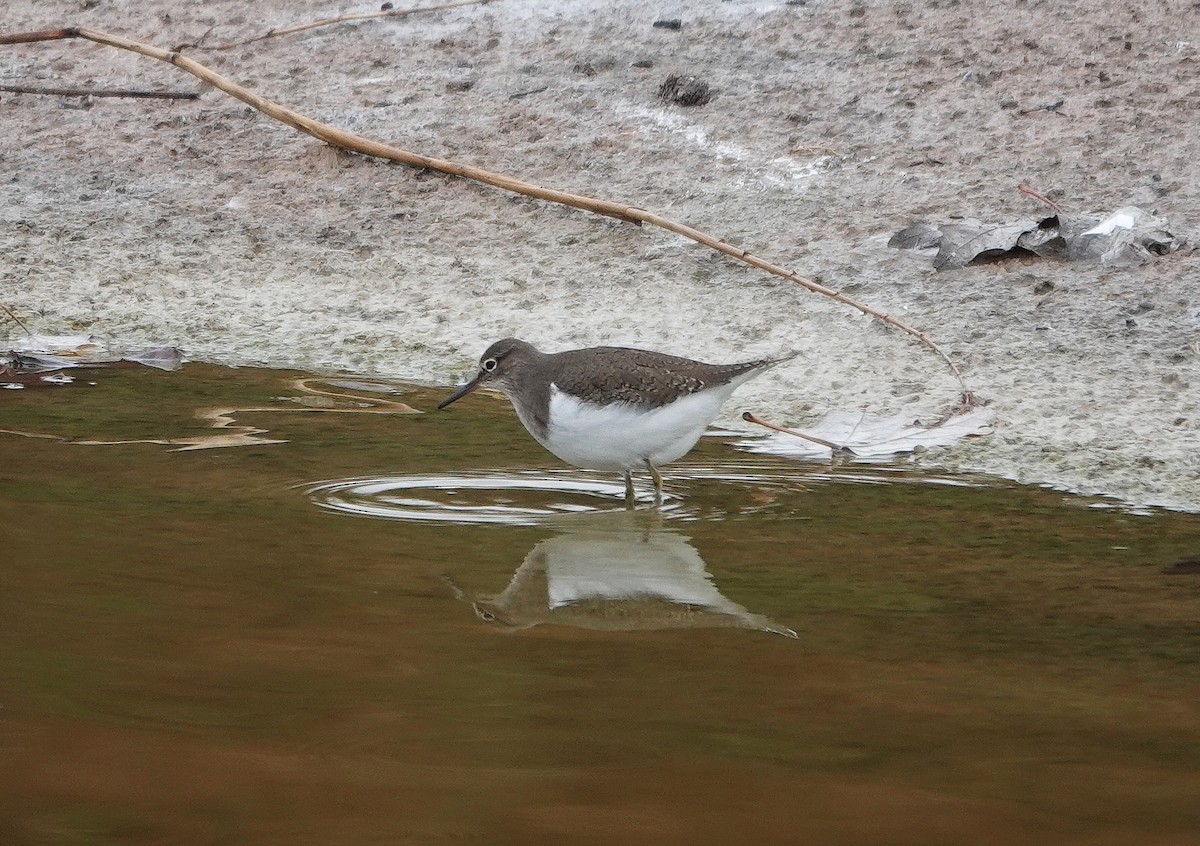 Dere Düdükçünü - ML646685112