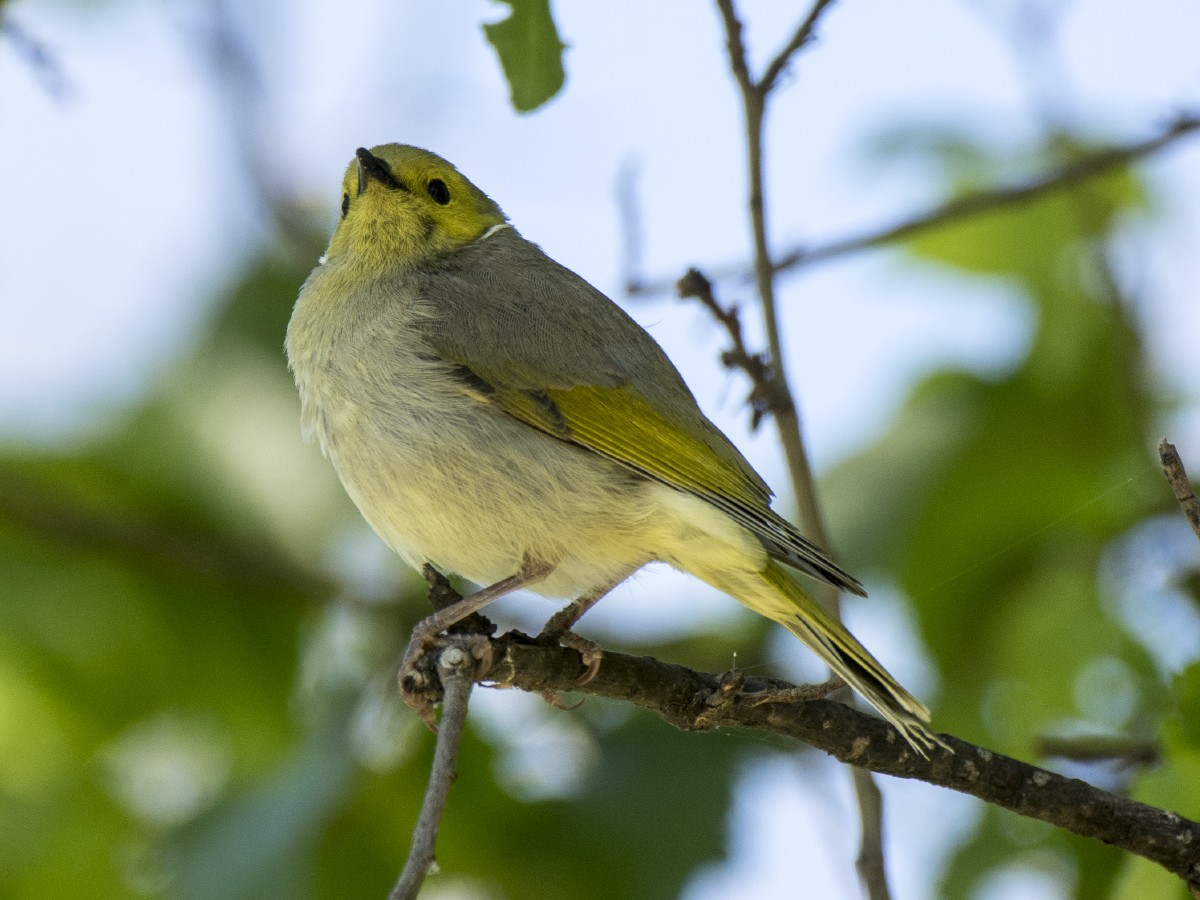 Yellow-plumed Honeyeater - ML646685113